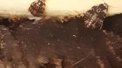 Happy Gyna caffrorum roaches 