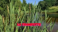 COVER / In-Grid - La Trompette - Gracjan Roztocki