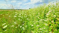 Listen to the Sound of Summer in the Countryside ¦ Bee & Nature Sounds