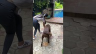 Karmienie psów labrador i kundel