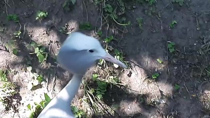 Żuraw rajski (Grus paradisea) 
