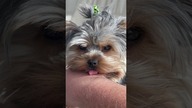 Daisy zasypia z językiem na wierzchu #york #pies #yorkshireterrier #yorkshire #dog #śmieszne #humor