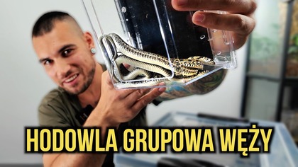 Przeprowadzka grupówki węży! Pończosznik Thamnophis marcianus
