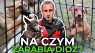 DIOZ pod lupą: miliony, zbiórki i zarzuty  co ukrywają ratownicy zwierząt?