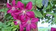Clematis POLONEZ #clematisy