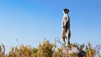 Między nami zwierzakami S01E04 Dubbing PL