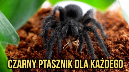 Grammostola pulchra to ptasznik DLA KAŻDEGO 