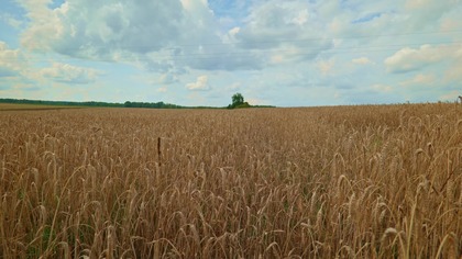 Sounds of a Wheat Field on a Summer Day | Relaxing Hum & Chirping Crickets (ASMR)