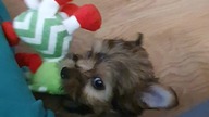 Moli 