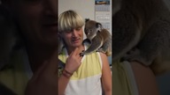 Misie Koala