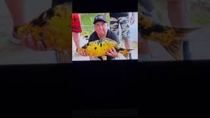 Romek daje cumla karpiowi koi