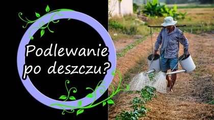 Czy to mądre podlewać przed i po deszczu?
