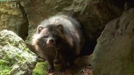 9 13 O podivném psíkovi - Pohádky pro štěňátka - Česká tel