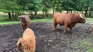Uwaga! Sprzedamy mięso z Highlanda