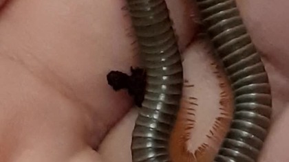 Benitolius siamesis 