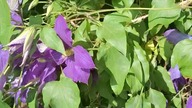 Clematis RHAPSODY #clematisy