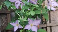 Clematis BŁĘKITNY ANIOŁ #clematisy