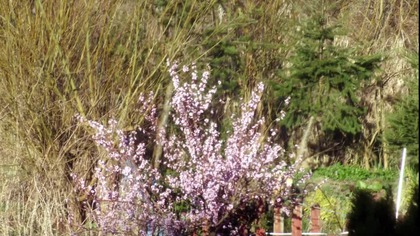 Wiosenny poranek / Spring morning