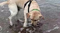 Chmurnie nad Bałtykiem! Pogoda nad Morzem! Przerwa od deszczu w Łazach - więc Rubik i SK na plaży!