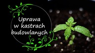 Borówka w kastrach - idealne sadzonkowanie i uprawa?