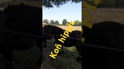 Konie jak hipisi :) #travelvlog #autostop #europe #podróże #funny