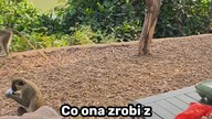 Małpa z zielonymi jajkami  #podróże #kamperem #afryka #travel