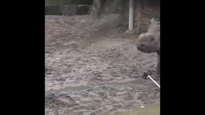 rhinoceros # nosorożec