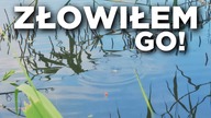 592 W KOŃCU GO ZŁOWIŁEM! WYPRACOWANA RYBA CIESZY NAJBARDZIEJ!