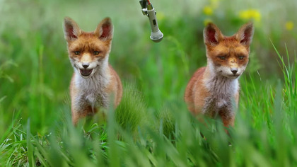 Między nami zwierzakami S01E02 Dubbing PL