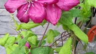 Clematis WILLE DE LION #clematisy