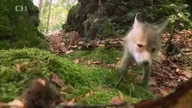 8 13 O výpravě do mechových skal - Pohádky pro štěňátka - Česk&aa