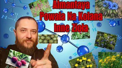 2134.  Almantaya Powała Na Kolana Inne Zioła!